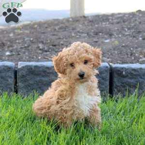 Rainbow, Miniature Poodle Puppy