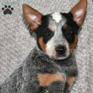 Rainbow, Blue Heeler – Australian Cattle Dog Puppy