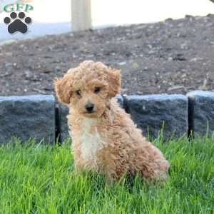 Rainbow, Miniature Poodle Puppy