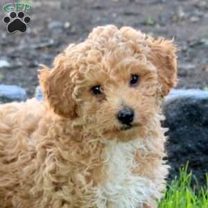 Rainbow, Miniature Poodle Puppy