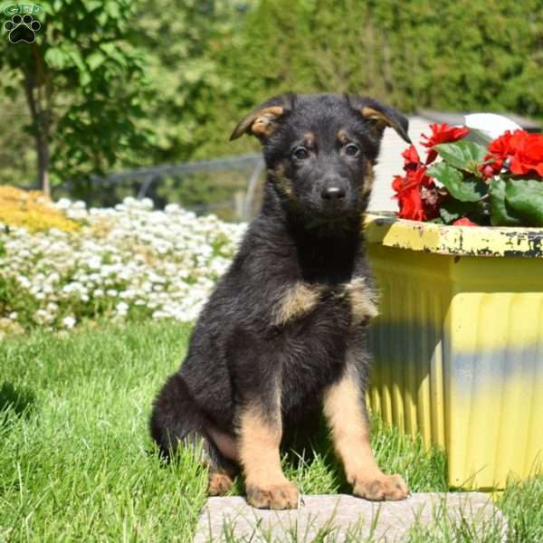 Ranger, German Shepherd Puppy