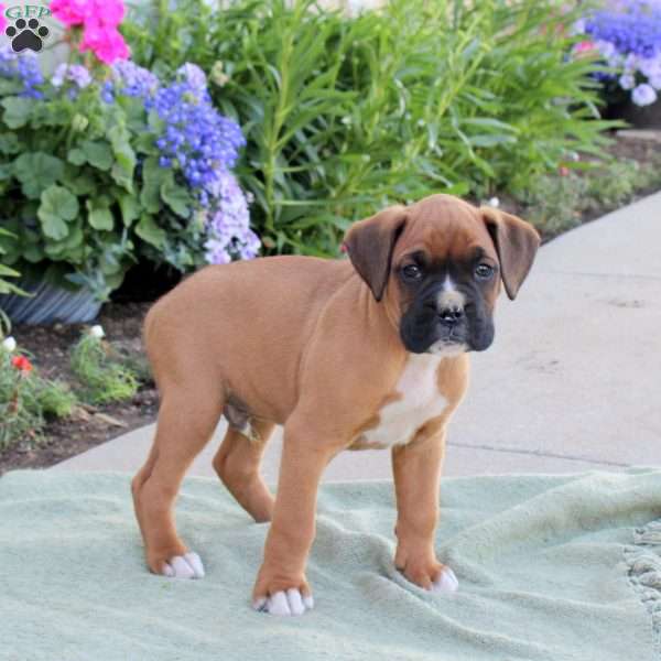 Ranger, Boxer Puppy