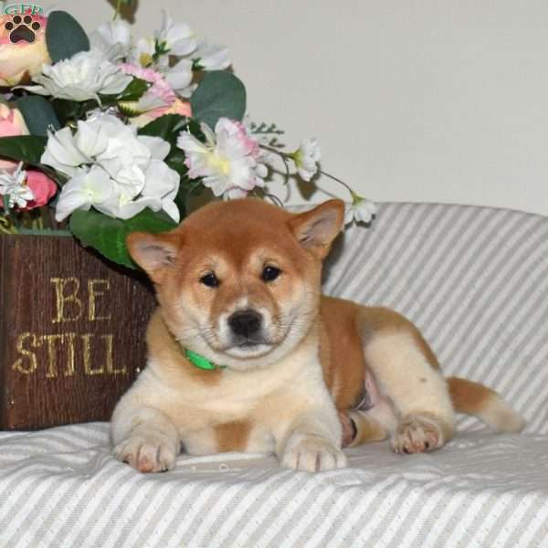 Ranger, Shiba Inu Puppy