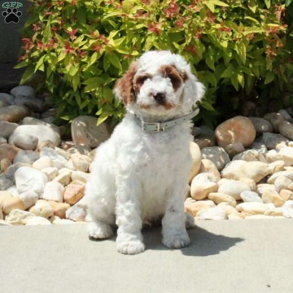 Ranger, Cavapoo Puppy