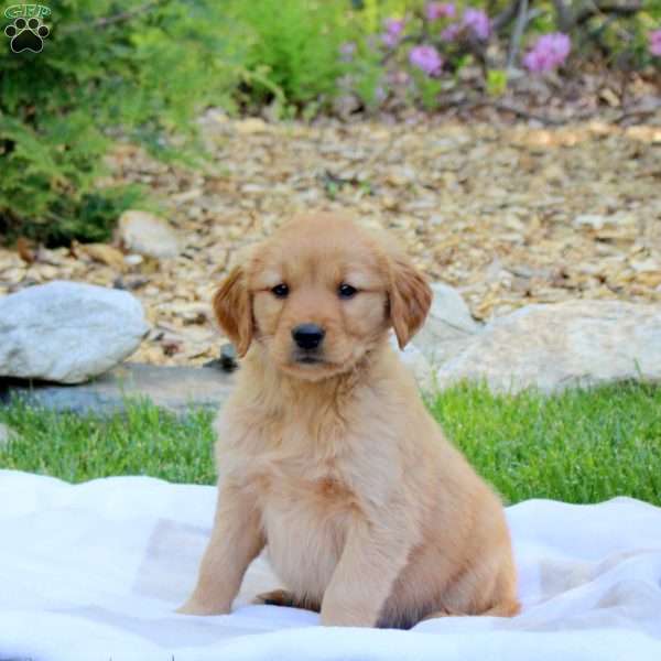 Ranger, Golden Retriever Puppy