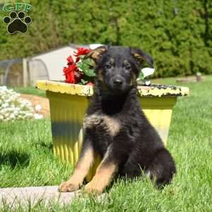 Ranger, German Shepherd Puppy