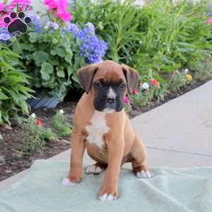 Ranger, Boxer Puppy