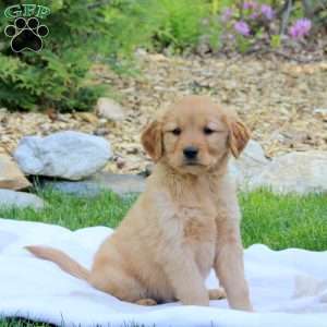 Ranger, Golden Retriever Puppy