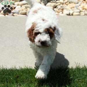 Ranger, Cavapoo Puppy