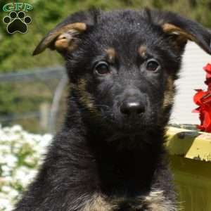 Ranger, German Shepherd Puppy