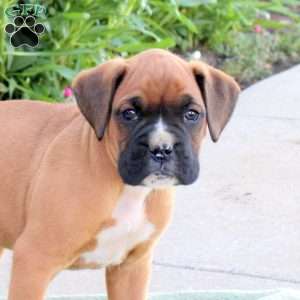 Ranger, Boxer Puppy