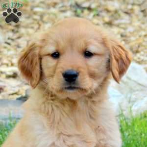 Ranger, Golden Retriever Puppy