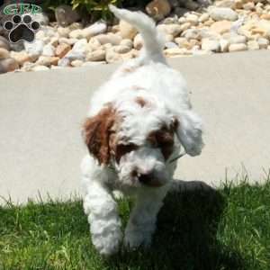 Ranger, Cavapoo Puppy