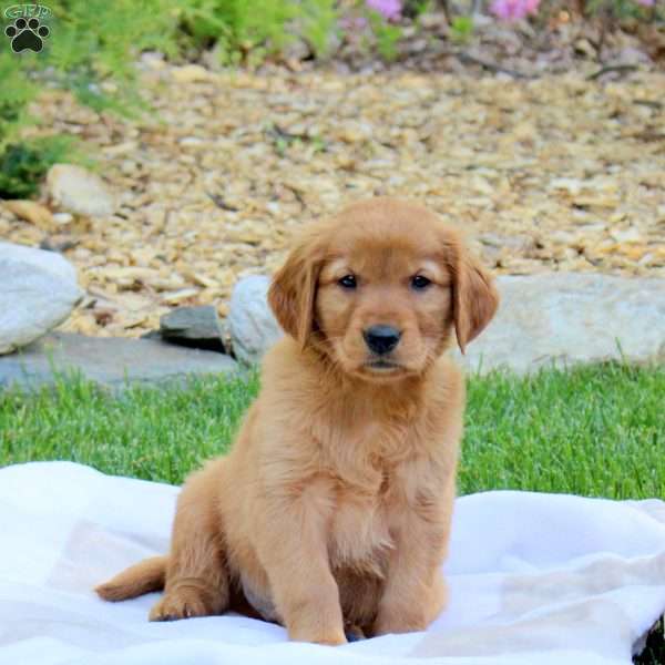 Rascal, Golden Retriever Puppy