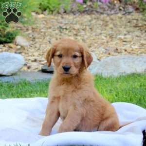 Rascal, Golden Retriever Puppy