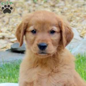 Rascal, Golden Retriever Puppy