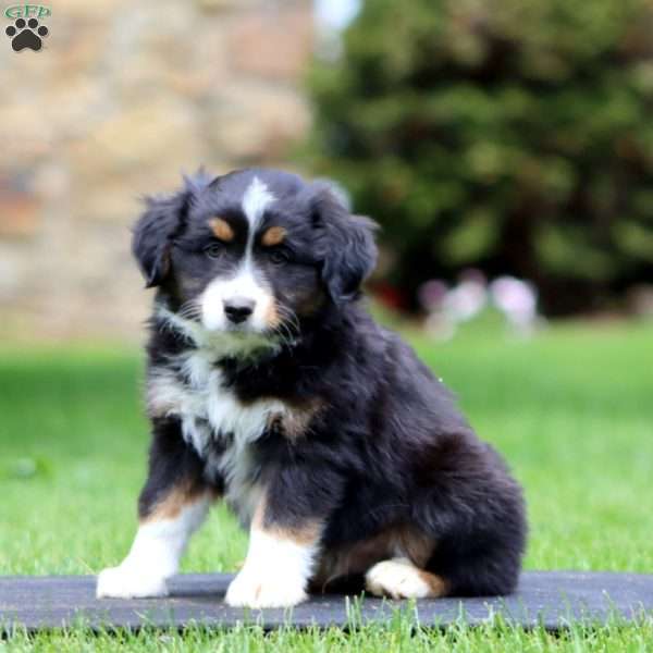 Rascal, Miniature Australian Shepherd Puppy