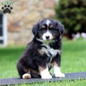 Rascal, Miniature Australian Shepherd Puppy