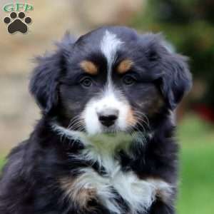 Rascal, Miniature Australian Shepherd Puppy