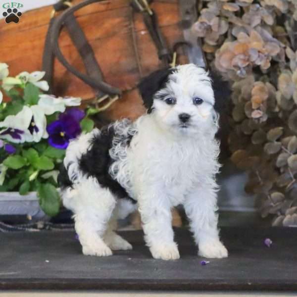 Rayna, Miniature Poodle Mix Puppy