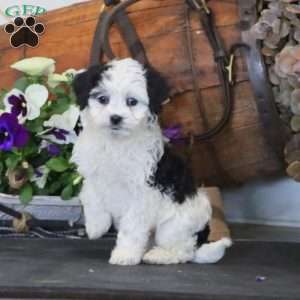 Rayna, Miniature Poodle Mix Puppy