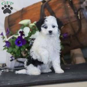 Rayna, Miniature Poodle Mix Puppy