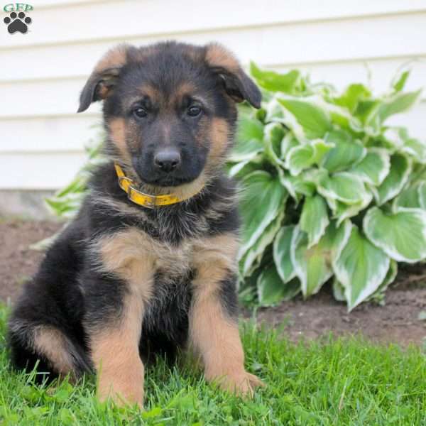 Reba, German Shepherd Puppy