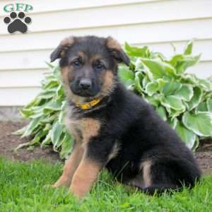 Reba, German Shepherd Puppy