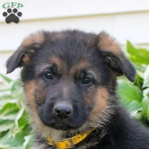 Reba, German Shepherd Puppy