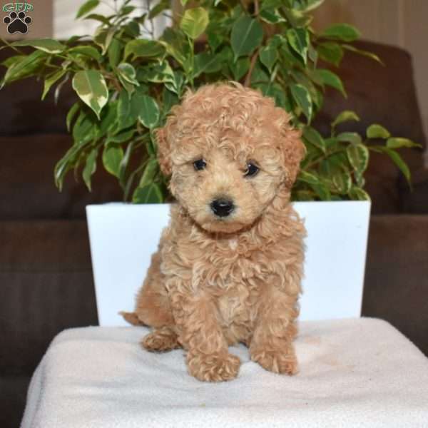 Reese, Toy Poodle Puppy
