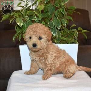 Reese, Toy Poodle Puppy