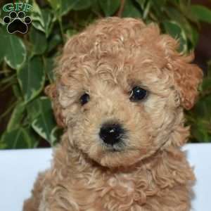 Reese, Toy Poodle Puppy