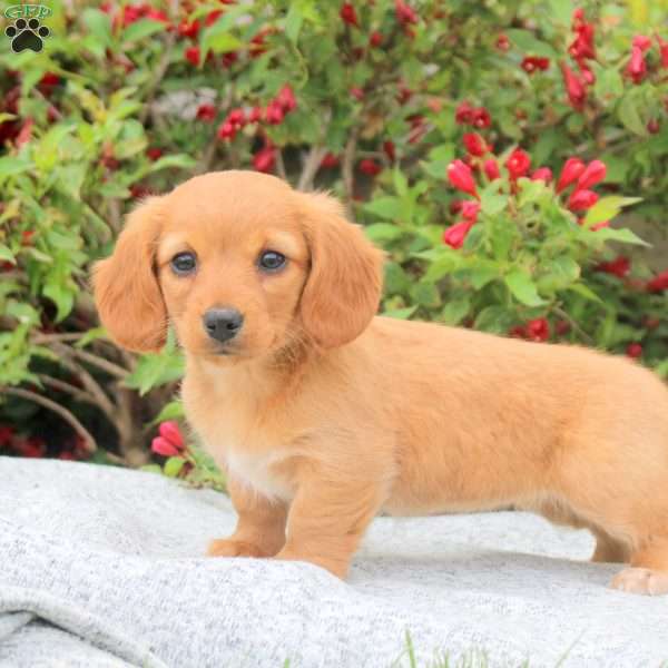 Remi, Dachshund Puppy