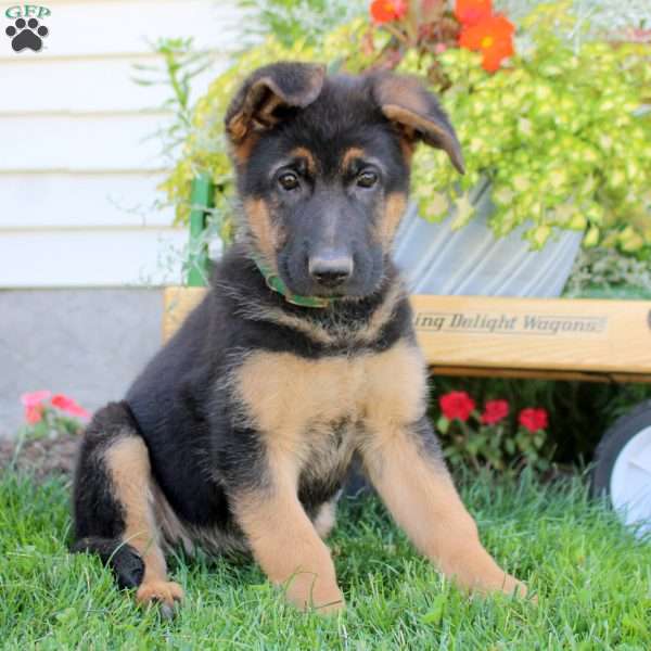 Remi, German Shepherd Puppy