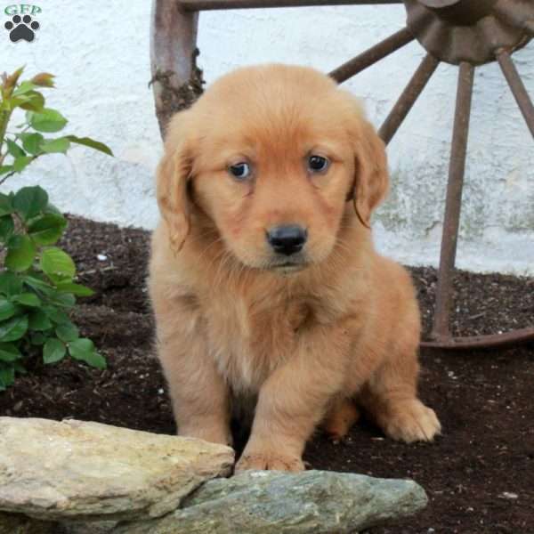 Remi, Golden Retriever Puppy