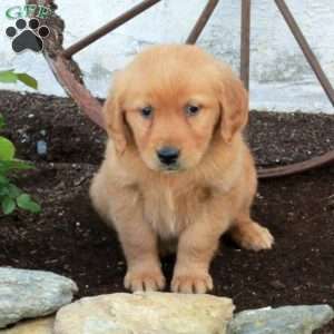 Remi, Golden Retriever Puppy