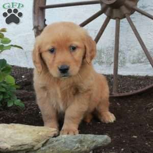 Remi, Golden Retriever Puppy