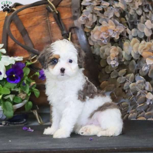 Remi, Miniature Poodle Mix Puppy