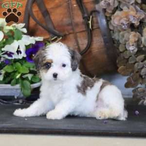 Remi, Miniature Poodle Mix Puppy