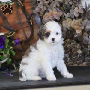 Remi, Miniature Poodle Mix Puppy