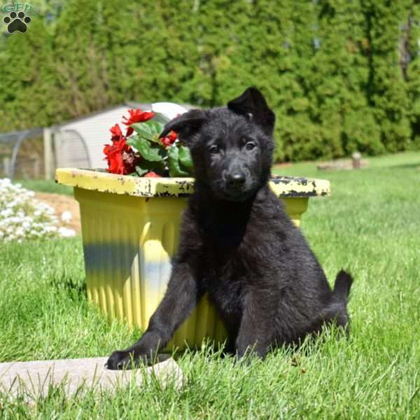Renegade, German Shepherd Puppy