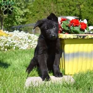 Renegade, German Shepherd Puppy
