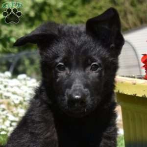 Renegade, German Shepherd Puppy