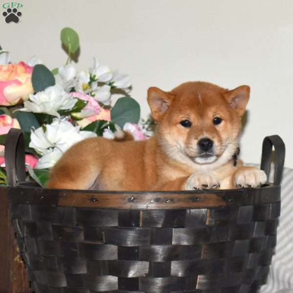 Rex, Shiba Inu Puppy