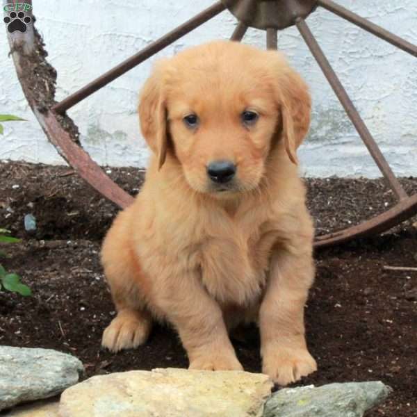 Rex, Golden Retriever Puppy