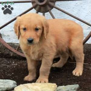Rex, Golden Retriever Puppy