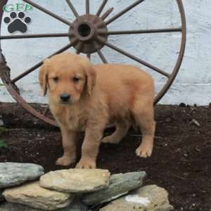 Rex, Golden Retriever Puppy