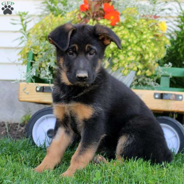 Rhea, German Shepherd Puppy