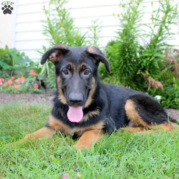 Rhea, German Shepherd Puppy