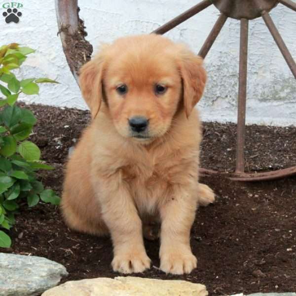 Rhea, Golden Retriever Puppy